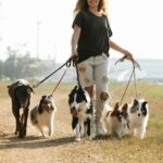 healthy foods for dogs